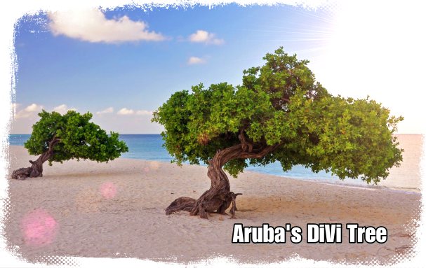 DiVi Tree