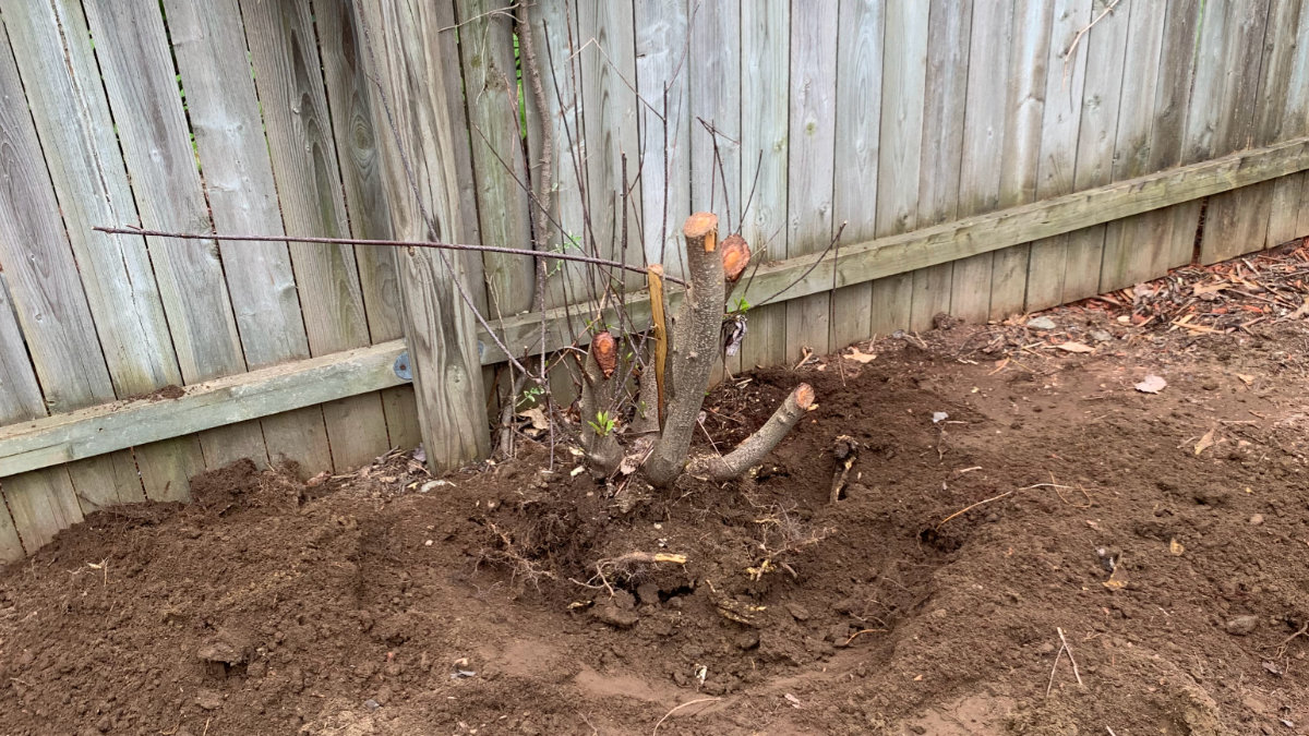 Tree Stump