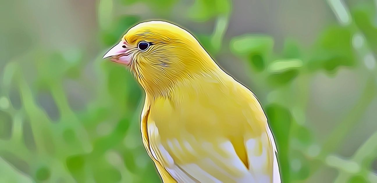 Canaries Testing